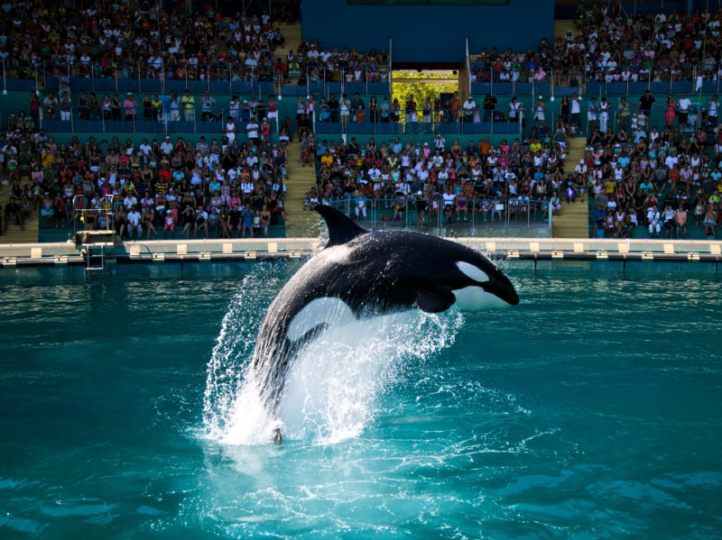 Marineland pour séjours jeunes des Blacouas