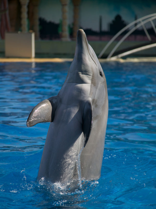 Marineland pour les classes de découverte des Blacouas